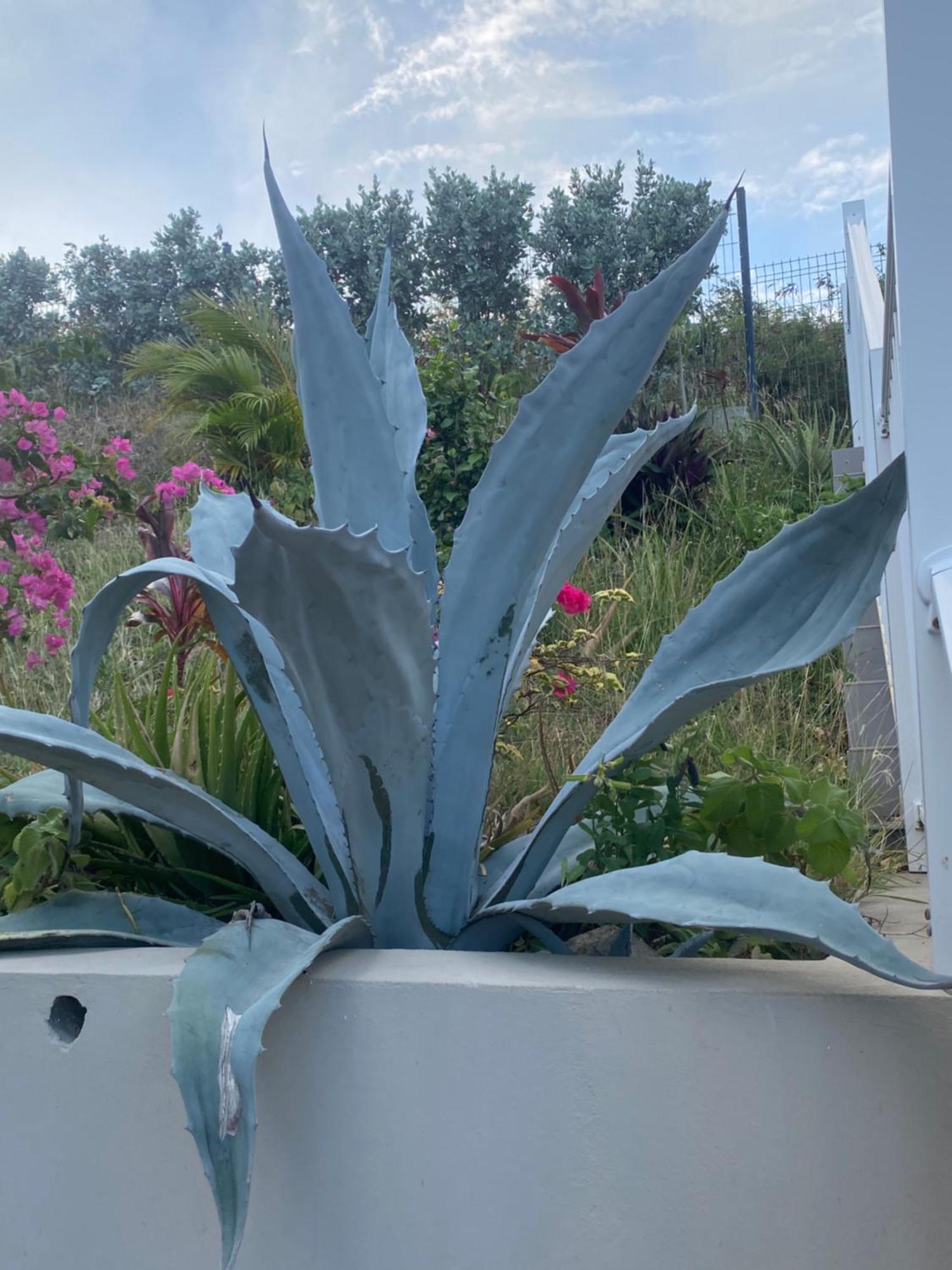 Logement Insolite Sous Les Tropiques La Savane Exterior photo